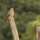 Birding The Cleveland Way – Gribdale to Charltons