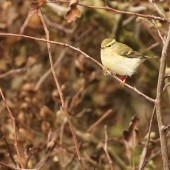 Birding The Cleveland Way – Saltburn to Staithes