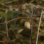 Birding The Cleveland Way – Sandsend to Staithes