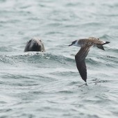 Ten Years at Sea. Seabird and Whale Trips 2024