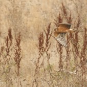 The Magic of Spurn - Autumn Birding Tours 2024