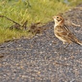 Waders & Raptors - Estuary Birding Days 29th & 30th November 2024