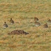 YCN Grant Helps Golden Plover Research in Yorkshire