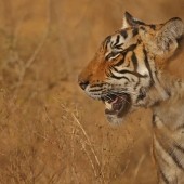 Big Cats and Birding in Jaipur and Ranthambore December 2024