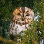 In Search of Tawny Owls