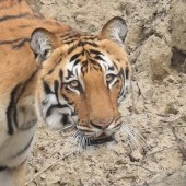 The Roar of the Jungle - International Tiger Day