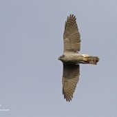 Hawks and Doves
