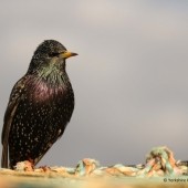 Where to see Starling Murmurations Near York