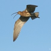 Return of the Shrill Green Sky - Upland Waders in Spring