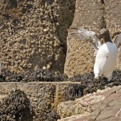 The Story of a Jumpling