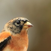 Spurn Migration Magic!