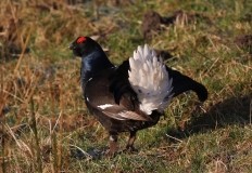 Black Grouse Birding Safari Gift Voucher