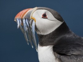 2025 Northumberland Wildlife Spectacular