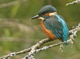 Birding Discovery Day - Wetland and Woodland - Tophill Low Nature Reserve