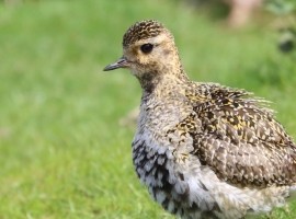 Birding Discovery Day - Upland Waders in Spring