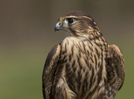 2025 Birds of Prey Photography Experience