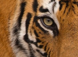 2025 Tigers of India Photography Tour