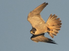 Birding Discovery Day - Flamborough Headland Spring Special 2026