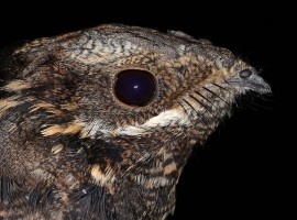 Nightjar Safaris - North York Moors National Park