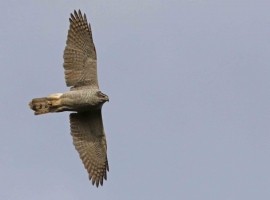 Goshawk Birding Safari 2024