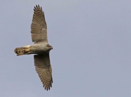 Goshawk Birding Safari - Autumn 2025