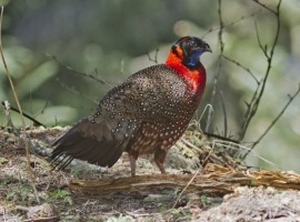 Bhutan - Birding and Wildlife Spring 2024