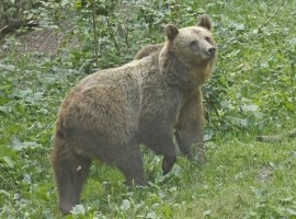 Birding and Bears in Transylvania 2024