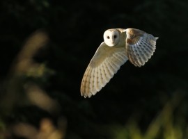 Birding Discovery Day - Winter Wetlands 2025/26