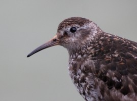 Birding Discovery Day - Filey & Scarborough Winter Warmers 2026