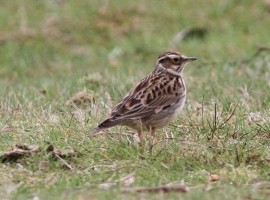 Norfolk Birding - April 2026