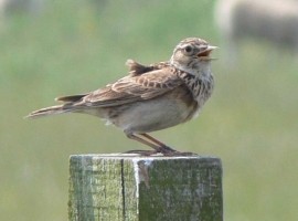 Birdsong For Beginners May 2020