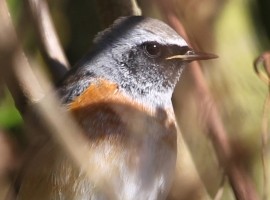 Spring Birding In Yorkshire 2021