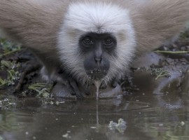 Wildlife Of Northern India - Steve Race