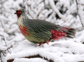 Birds of Bhutan Land of the Thunder Dragon - Richard Baines