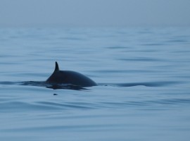 Seabirds and Whales on the Yorkshire Coast - Richard Baines