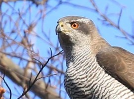 Northern Goshawks - From North Yorkshire to Berlin