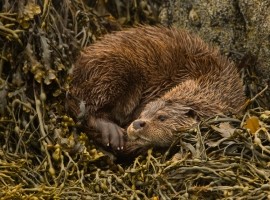 Wild Shetland - Steve Race