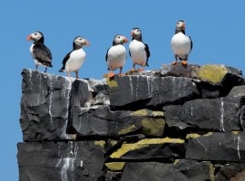 Seabird Cities - Steve Race