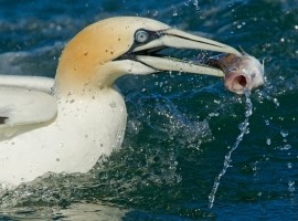 Wildlife of the Yorkshire Coast - Steve Race