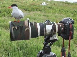 Wildlife Photography Basics - Steve Race