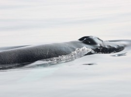 Wildlife of the North York Moors National Park - Richard Baines