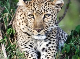 2021 Kenya Wildlife Photography Safari