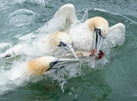 2022 Above and Below Photography Experience