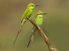 2023 Jungles and Wetlands of India - Birding & Photography