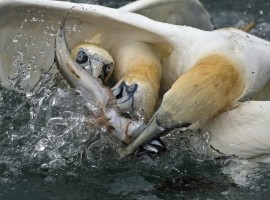 2024 Diving Gannet Photography Spectacular