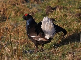 Black Grouse Birding Safari Gift Voucher