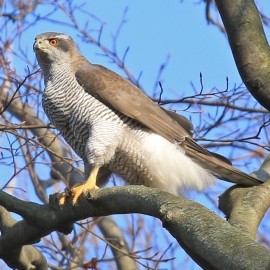 Goshawks of Berlin 2025