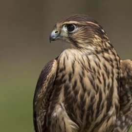 2025 Birds of Prey Photography Experience