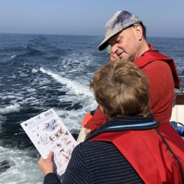 Seabirds and Whales - Twilight Trips 2026