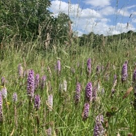 Wild Flower Walks: Flowers & Wildlife on a Lowland Farm